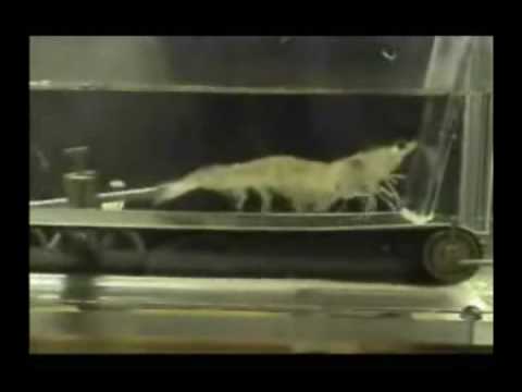 Shrimp Running on a Treadmill To Eye Of The Tiger