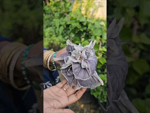 Grey Hibiscus <strong>in</strong> <strong>my</strong> garden మందారం #hibiscus #flowers #mygarden #gardening #shorts #viralvideo