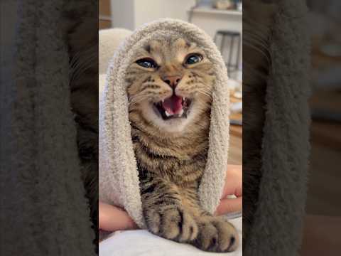 猫の動画サムネイル - 大暴れ猫を毛布に包んだら可愛すぎて優勝した!! #shorts #猫 #cat