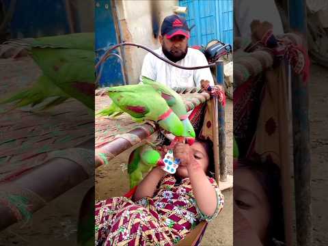 #parrots #talkingparot