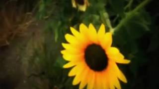 the dolly rocker movement - sunflower