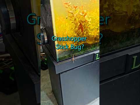 Species found! long-headed toothpick grasshopper ( 