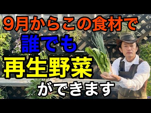 【今がチャンス】スーパーで買った野菜はまた再生させ収穫する事ができます。　　　　　　　【カーメン君】【園芸】【ガーデニング】【リボベジ】