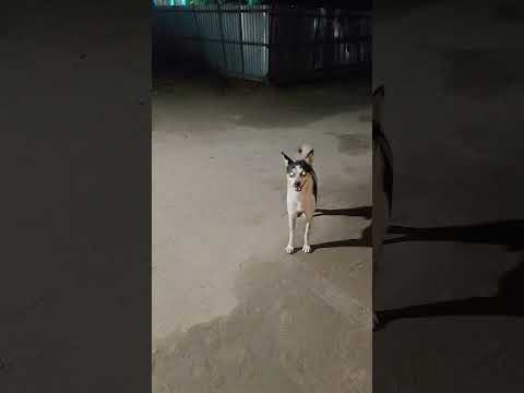 Dogesh Playing With Cow #dogesh #cow #playing