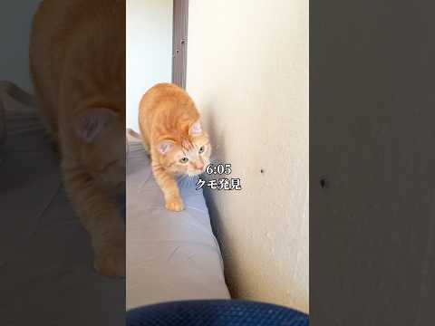 世界一可愛いと言われた猫がクモを見つけた1日 #cat #子ネコ #ネコ