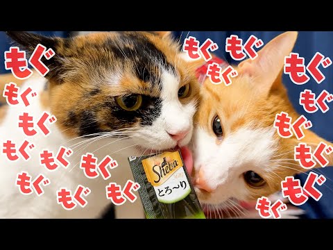 猫が喜ぶ！長年愛されるおすすめおやつ5選とその魅力紹介 サムネイル