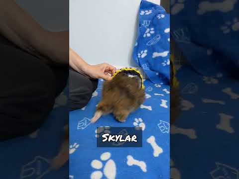 The Chonk Challenge! Guinea Pig Hoop Trick