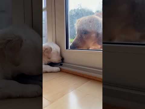 He Tried to Open the Door… But Guess Who Got In First 🐶🦆ドアを開けようとした子犬…でも先に入ってきたのは誰？ #cutepets #cute