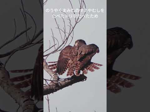 はやくとぶとり(文字つき)