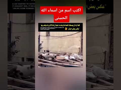 قران كريم #اكسبلور #القرآن #لايك #القرآن_الكريم #subscribe #shorts #short #quran #sleep #duet #فولو