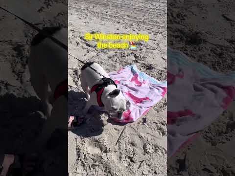 Good Vibrations 🏖️🌞🐾🐾 #frenchbulldoglovers #bulldog #frenchbulldog #sun #beach #beachlife