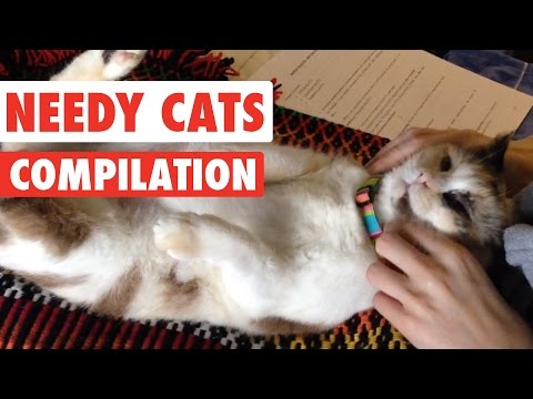 Needy Cats Video Compilation 2016 - UCPIvT-zcQl2H0vabdXJGcpg