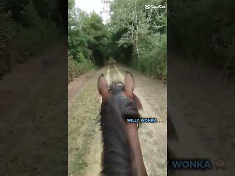 Willy wonkaaaaaa 🫶🏻