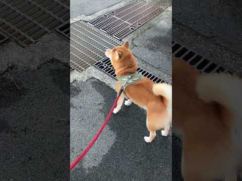 ここはいつでも慎重です