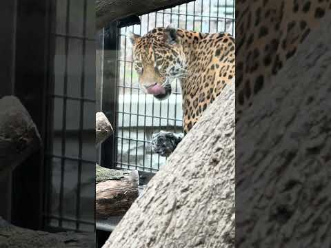 #shorts ジャガーの小麦ちゃん　 かみね動物園　IMG 6926 サムネイル