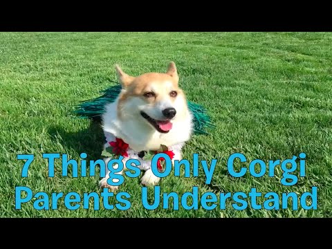 7 Things Only Corgi Parents Understand - UCwafqzMfvEJ1yFhTa5OnUmg