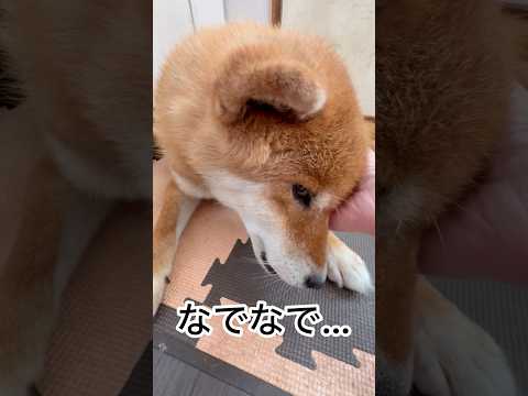 力丸の一日を映した柴犬の日常と車中泊の様子【2025年最新】 サムネイル