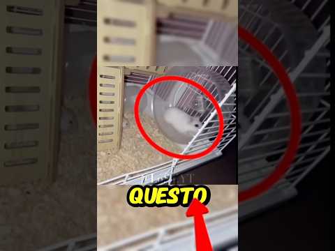 Un topo più disciplinato di te🤪 #perte #trend #virale #feed