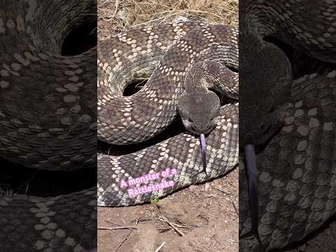 A massive Rattlesnake in San Diego California 🐍