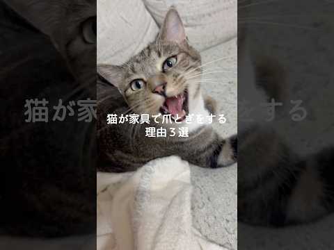 猫の動画サムネイル - 猫が家具で爪とぎをする理由3選 #猫 #ねこ #猫のいる暮らし #ねこのいる生活 #猫動画 #保護猫 #猫好きさんと繋がりたい #猫のいる生活 #猫好き #猫との暮らし VOICEVOX:ずんだもん