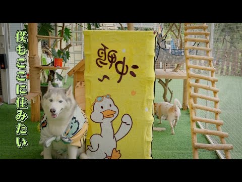 手作り３階建ての猫マンションを作ったら、温かすぎて大人気に！