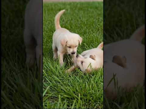 Playing puppies 🐶 #puppy #retriever #nature #relaxing