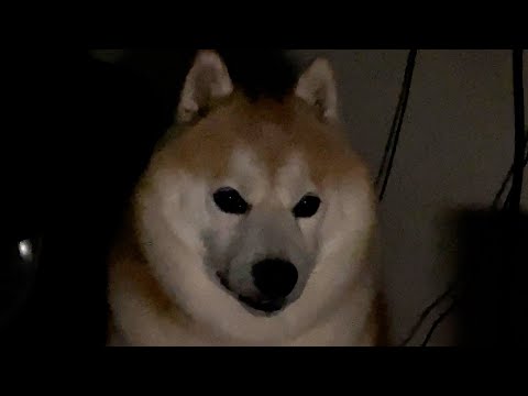 雷の時に柴犬が見せる侍のような顔の理由 サムネイル