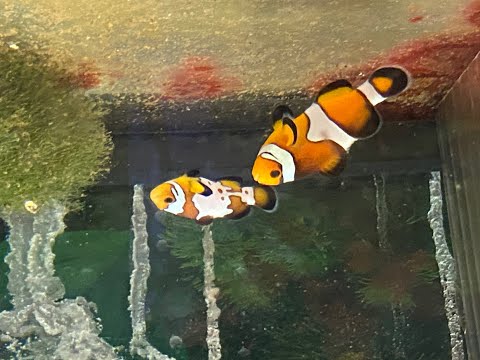 Ocellaris and  premium snowflake pair clownfish A stunning young pair!! The larger female is getting very dark orange and this just accents the snow