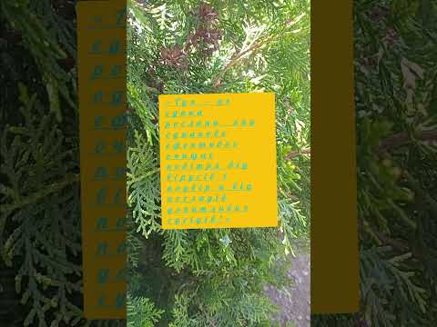 туя лікар  #туя #здоров'я