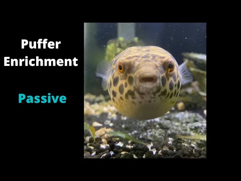 Puffer Enrichment_ Passive Enrichment for your pets is all about maximizing your pets quality of life. In this episode I highli