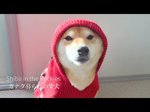 服嫌いの柴犬にクリスマス衣装を着せたら無言の圧が強すぎました【4K】