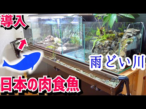 雨どい川後ろの水槽に生体導入！餌与えたら違う生物が食った？