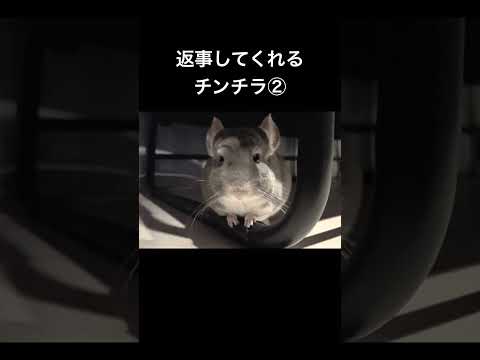 飼い主が好きか聞いたら返事してくれたチンチラ　#chinchilla