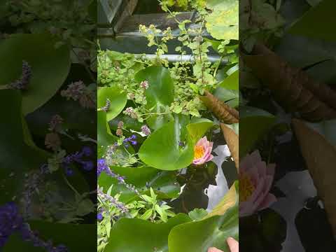 August Overgrown Chaos in the Pond Empire