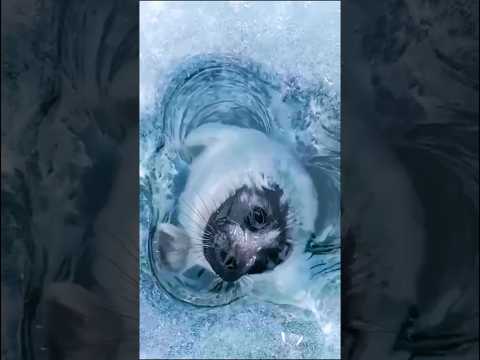 OMG 🥺❤️ #shorts #lakebaikal #nerpa