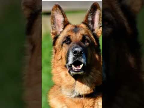 #pitbull #dog #sabse #khatarnak #dog #jaiveeru #song