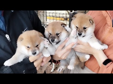 Shiba Inu pups in Japan