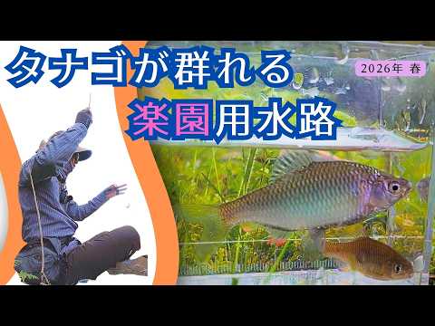 新規開拓した用水路が完全にタナゴ天国/春のタナゴ釣り