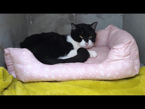 NPO 小さな天使club 保護動物部 がライブ配信中！