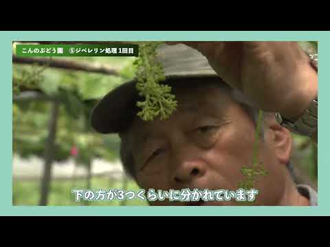 シャインマスカット　栽培工程⑤　ジベレリン処理１回目