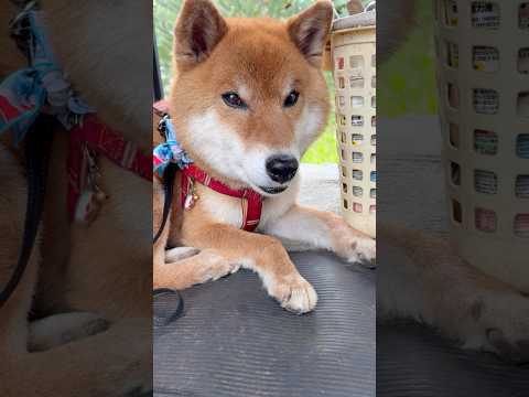 犬の動画サムネイル - ’25.5.16 力丸は心の栄養…？ #柴犬 #柴犬のいる暮らし #柴犬の日常 #カメラ目線 #力丸