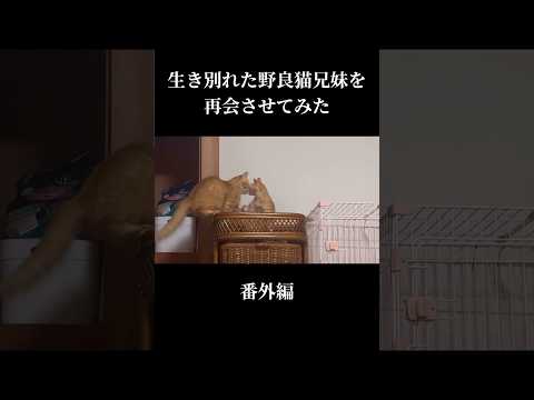 生き別れた兄妹猫のその後…また離ればなれに？