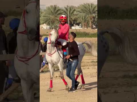 الحصان ميسور السيرين ابن الفحل ترو سيرين والام زعفرانة سيرين #حصان_واهو #الخيل_العربية #سباقات_الخيل