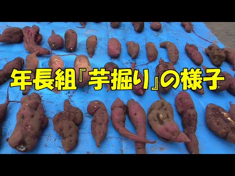 年長組『芋掘り』の様子