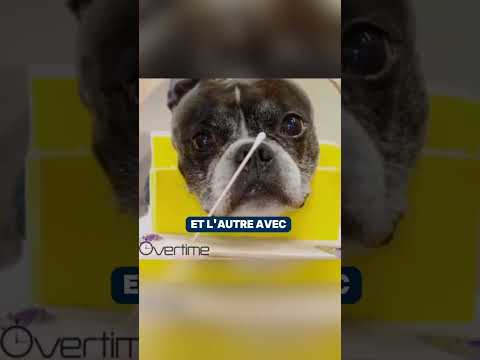 Les chiens aiment t ils vraiment leurs maitres