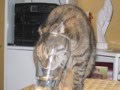 lolcutedotcom