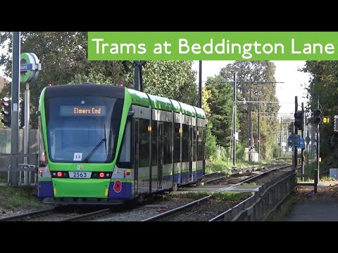 Trams At Beddington Lane (London Trams)