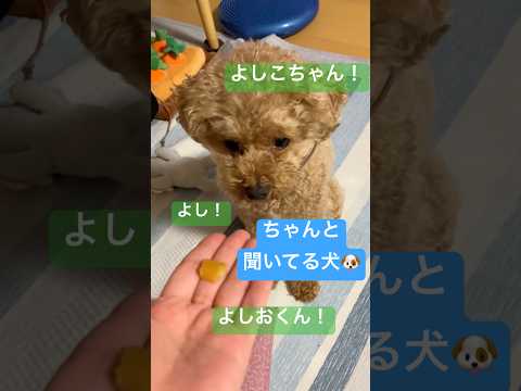 【トイプードル】ちゃんと『よし！』を聞きわける犬【おやつ】 #トイプー #トイプードル #癒し #toypoodle #プードル #可愛い #かわいい #犬のいる暮らし #犬のいる生活