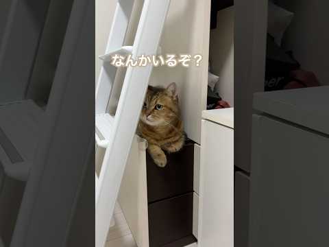 猫の動画サムネイル - めちゃくちゃリアルな猫の置き物　#shorts