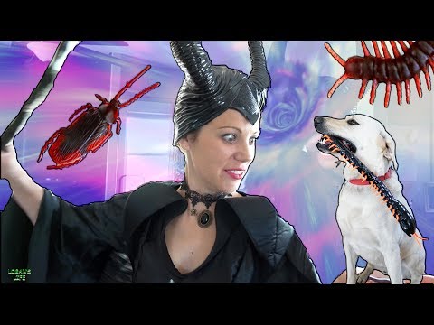 Brave Logan the Lab Plays with Pretend Maleficent's Magic Bugs